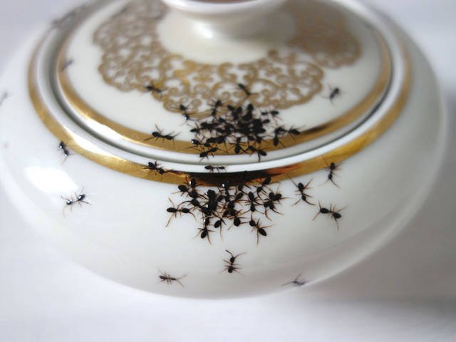 dezinsectie furnici bucuresti