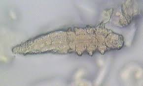 arahnide - Linguatulidele