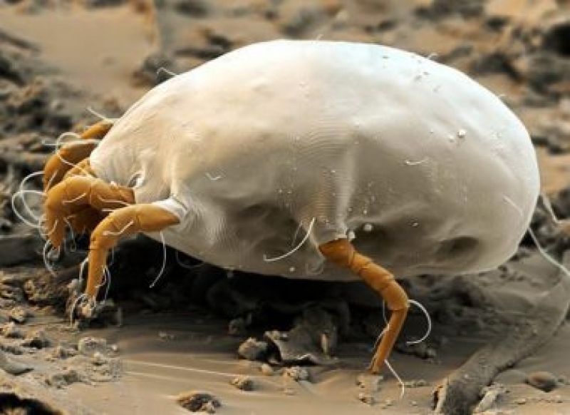 acarienii de praf - Genul Dermatophagoides