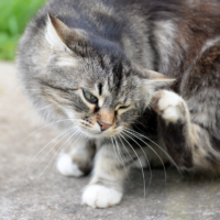 Ghidul Complet pentru Controlul Puricilor la Animale și în Casă