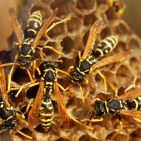 Strategii pentru Gestionarea Viespilor în Zona Rurală