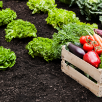 Abordări Inovatoare în Controlul Insectelor în Agricultură